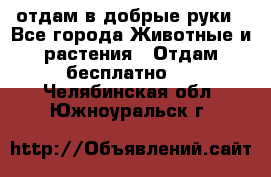 отдам в добрые руки - Все города Животные и растения » Отдам бесплатно   . Челябинская обл.,Южноуральск г.